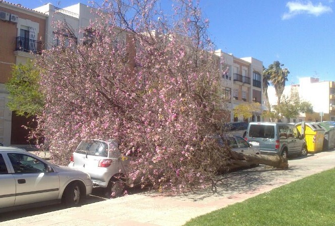 El viento derribó a este árbol en la zona norte de Motril