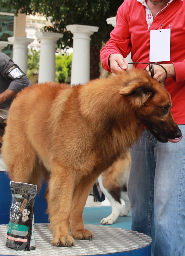 Almuñécar acogerá  el III Concurso Nacional Canino y I Exposición Nacional Canina Ciudad de Almuñécar los días 7 y 8 de junio