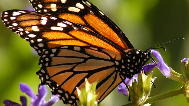 La mariposa Monarca anida en la Charca de Suárez de Motril