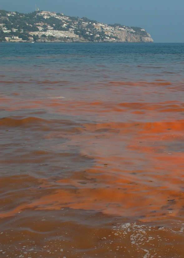 Las manchas en el agua del mar roja anaranjada no se deben a vertidos incontrolados sino a micro algas o desove de pescado
