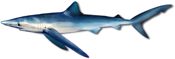 Evacuado un pescador al Puerto de Motril tras ser mordido por un tiburón azul