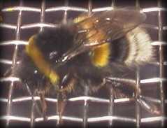 Informe: Polinización mediante abejorros