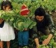 El sector hortofrutícola fue el que más inmigrantes regularizó