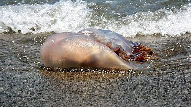 Una medusa gigantesca «invade» una playa granadina