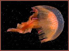 El Centro de Desarrollo Pesquero aconseja medidas para erradicar la plaga de medusas