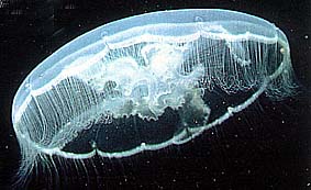 Cinco consejos para evitar el escozor de la picadura de medusa