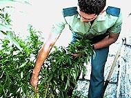 Incautadas 15 plantas de marihuana en el interior de un invernadero y detenida una persona que se dedicaba a su cultivo en Motril