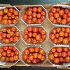 COAG repartirá mañana 10.000 kilos de tomate cherry para protestar por la caída de los precios