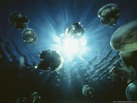 Las medusas pueblan las aguas del litoral granadino
